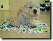 Dandie Dinmont Teriér