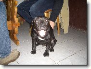 Bárny