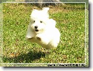 Tříměsíční Coton de Tulear