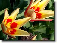 Tulipány