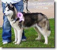Sibiřský husky