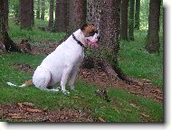 american bulldog /typ standart/..16měs.fenka