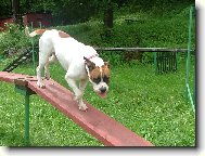 american bulldog /typ standart/..16měs.fenka