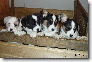 Štěňátka Cardigani II - www.corgi.com.pl