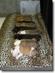 pupíci ch.stanice Gaster