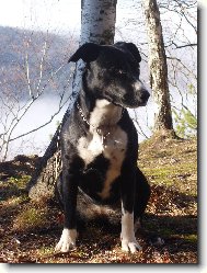 Šala