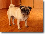mopsík