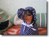 Fildík tranvestita