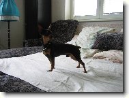 Fildík model