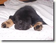 Pupínek
