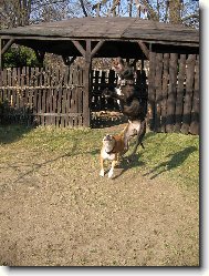 výskok