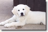 Zlatý retriever