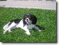Můj kámoš- nejhezčí pejsek na světě