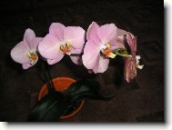 Starorůžová orchidej