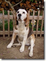Budapešť beagle bongo