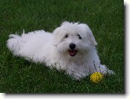 Brutus Chundelaté Kouzlo &quot;Teddy&quot;