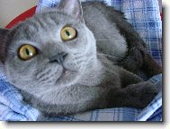 Beneček