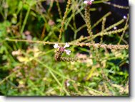 Фотография: Verbena officinalis