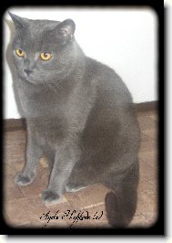 Sedící