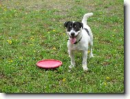 Joyík a frisbee