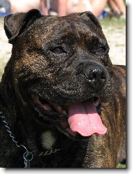 Perro de Presa Mallorquin_Bail ze Strašických chalup