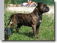 Perro de Presa Mallorquin_Bail ze Strašických chalup