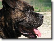 Perro de Presa Mallorquin_Bail ze Strašických chalup