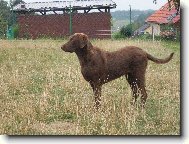 Henrietta Harmonny, Kelečský poklad