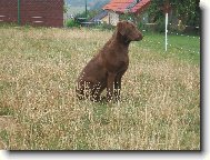 Henrietta Harmonny, Kelečský poklad
