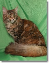 naše želvička Catya půlroční