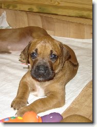 Rhodéský ridgeback - šťěňátko