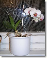 Phalaenopsis - odnož