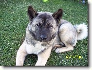 AMERICKÁ AKITA