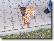Naše slečinka
