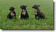 Ozzy, Zoro, Bulík J.