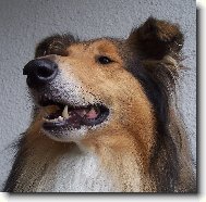 Můj miláček