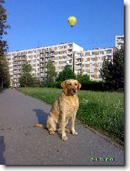 Bára a Balon