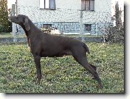 BRITA ZE TCHOŘOVIC