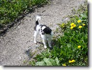 ČIKO