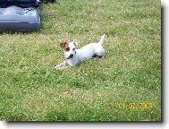 Jack russel teriér