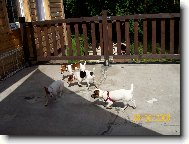 Jack russel teriér