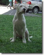 Blanca Sureňa Charismatic