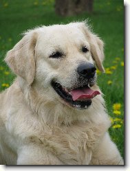 Golden retriever Britt - pampelišky