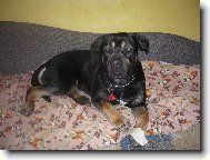 Bandog Aša