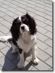 Ája