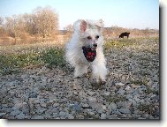 labutěnka