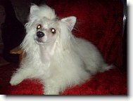 Zimba Čičiko