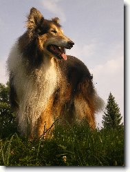 Gigi Krása samoty