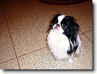 Čiko Chico Untis