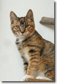 kurilský bobtail krátkosrstý